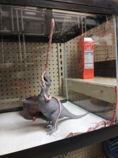 Pet Store «Pet Malls», reviews and photos, 11691 Boyette Rd, Riverview, FL 33569, USA