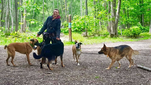 Promenade chien Val de Marne : Balades de chiens en forêt et au bois, pension canine et éducation dans le 94 et Paris Est