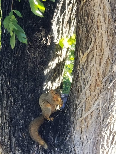Park «Pi-Ute Park», reviews and photos, Main St, Colorado Springs, CO 80911, USA