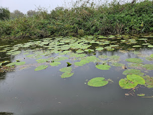 Photo n°35 de Au Bon Accueil, visite guidée du marais Audomarois à Salperwick ()