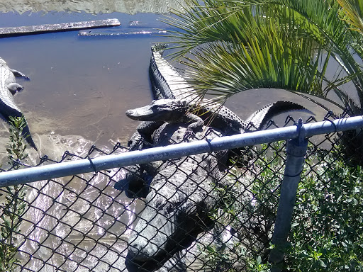 Zoo «Alligator Adventure», reviews and photos, 4604 Hwy 17 S, North Myrtle Beach, SC 29582, USA