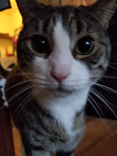 Pet Supply Store «Cheshire Cat & Dog Too», reviews and photos, 1320 Waterbury Rd, Cheshire, CT 06410, USA