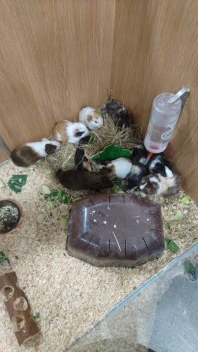 Pets at Home Newtownabbey
