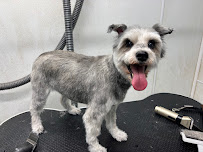 Bigfoot Pet Mobile Grooming - Photo 2 - Car repair in , Plano