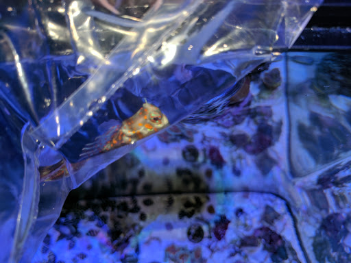 Tropical Fish Store «Reefwise», reviews and photos, 5401 Patton Dr #105, Lisle, IL 60532, USA