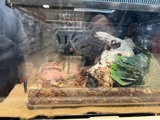 PetSmart image