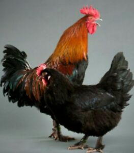 Home Improvement Store «Bloomington True Value Hardware», reviews and photos, 2700 E Covenanter Dr, Bloomington, IN 47407, USA