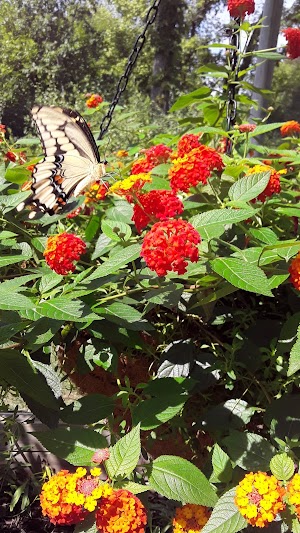 Butterfly House - photo 94