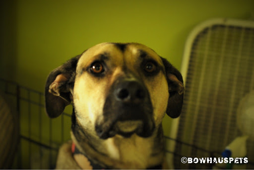 Dog Day Care Center «The Bowhaus Pet Company», reviews and photos, 2472 E Colorado Blvd, Pasadena, CA 91107, USA