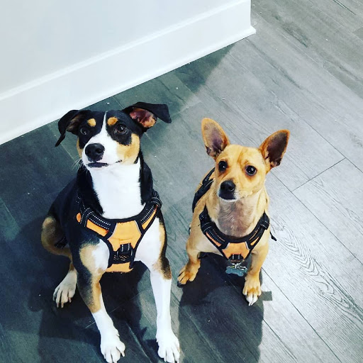 Pet Supply Store «Pet Supplies Plus», reviews and photos, 61 Irving Park Rd, Streamwood, IL 60107, USA