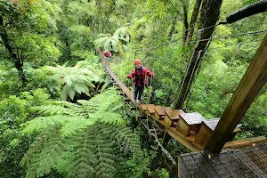 Rotorua Canopy Tours image
