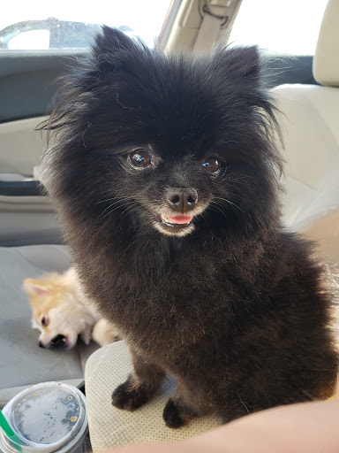 Pet Store «Pet Central», reviews and photos, 13004 SE Kent-Kangley Rd, Kent, WA 98030, USA