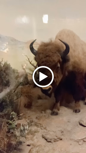 Museum «Texas Memorial Museum», reviews and photos, 2400 Trinity St, Austin, TX 78705, USA