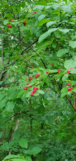 Park «North Olmsted Community Park», reviews and photos, 28114 Lorain Rd, North Olmsted, OH 44070, USA