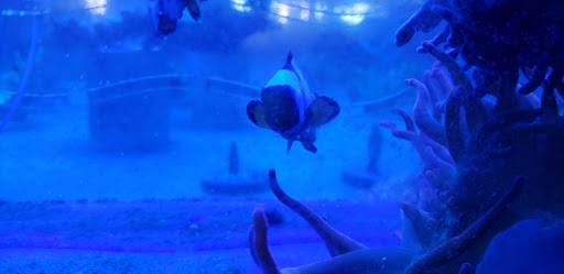 Tropical Fish Store «Ultimate Reefs & Aquariums», reviews and photos, 6020 S Memorial Dr, Tulsa, OK 74145, USA