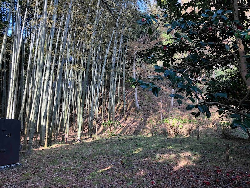 洞春寺の竹林