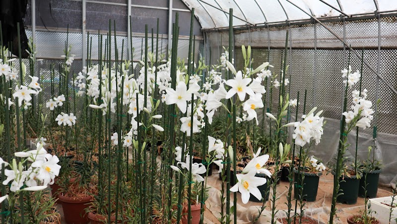 マドンナリリーの花と球根の専門店lilium