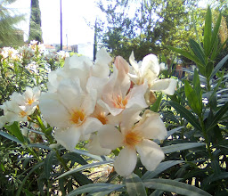 Parque Galeana Y Rosas photo