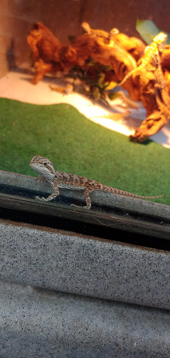 Pet Store «V.I. Pets», reviews and photos, 11975 E Lakewood Blvd, Holland, MI 49424, USA