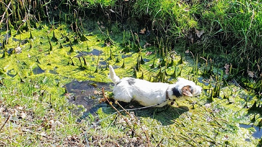 vom Kolshorner Moor Burgdorfer Kirchweg 28, 31275 Lehrte, Deutschland