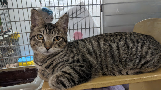 Pet Supply Store «PetSmart», reviews and photos, 14025 SW 88th St, Miami, FL 33186, USA