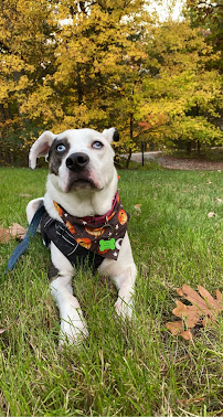 Lizzy and the Good Dog People - Photo 8 - Car repair in , Worcester