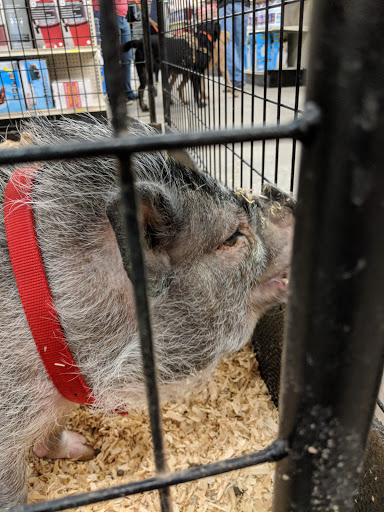 Hardware Store «Buchheit of Sparta», reviews and photos, 1817 N Market St, Sparta, IL 62286, USA