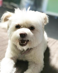 Fluffy Doggy Hotel - Photo 8 - Car repair in San Mateo, CA, San Francisco