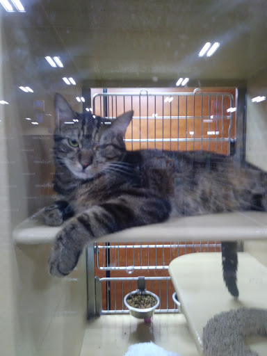 Pet Supply Store «PetSmart», reviews and photos, 1800 Evans Rd, Melbourne, FL 32904, USA