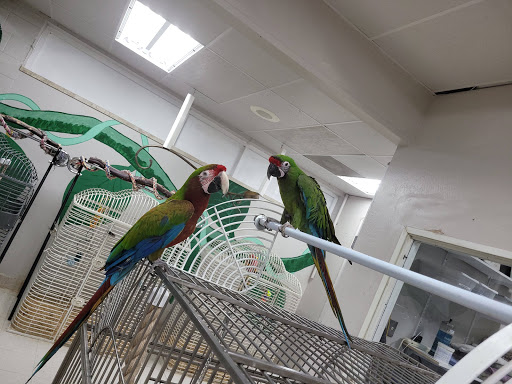 Bird Shop «Arizona Bird Store», reviews and photos, 565 S Dobson Rd, Mesa, AZ 85202, USA