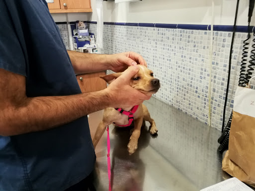 Clínica Veterinaria Cruce de Arinaga en Cruce de Arinaga