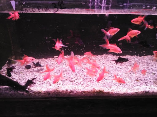 Tropical Fish Store «Lucky Ocean Aquarium», reviews and photos, 109 Balboa St, San Francisco, CA 94118, USA