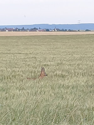 Fond de Velennes à Fouquerolles