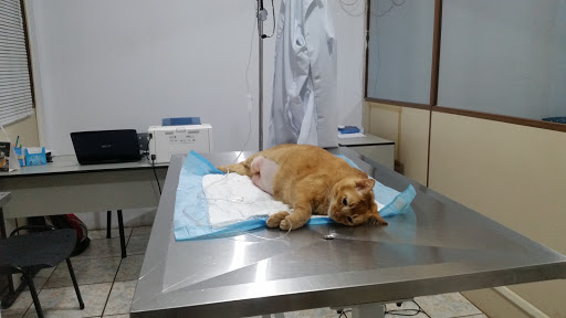 Ribeirão Vet (Clínica Veterinária) em Ribeirão Preto - SP