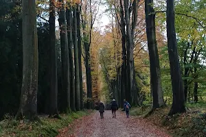 Arboretum Tervuren image