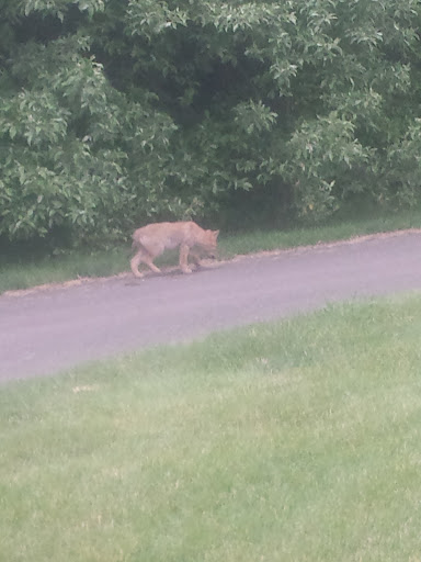 Golf Club «Alling Memorial Golf Course», reviews and photos, 35 Eastern St, New Haven, CT 06513, USA