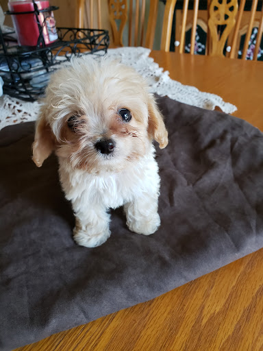 Pet Store «Village Pet Shop», reviews and photos, 701 N Black Horse Pike, Williamstown, NJ 08094, USA