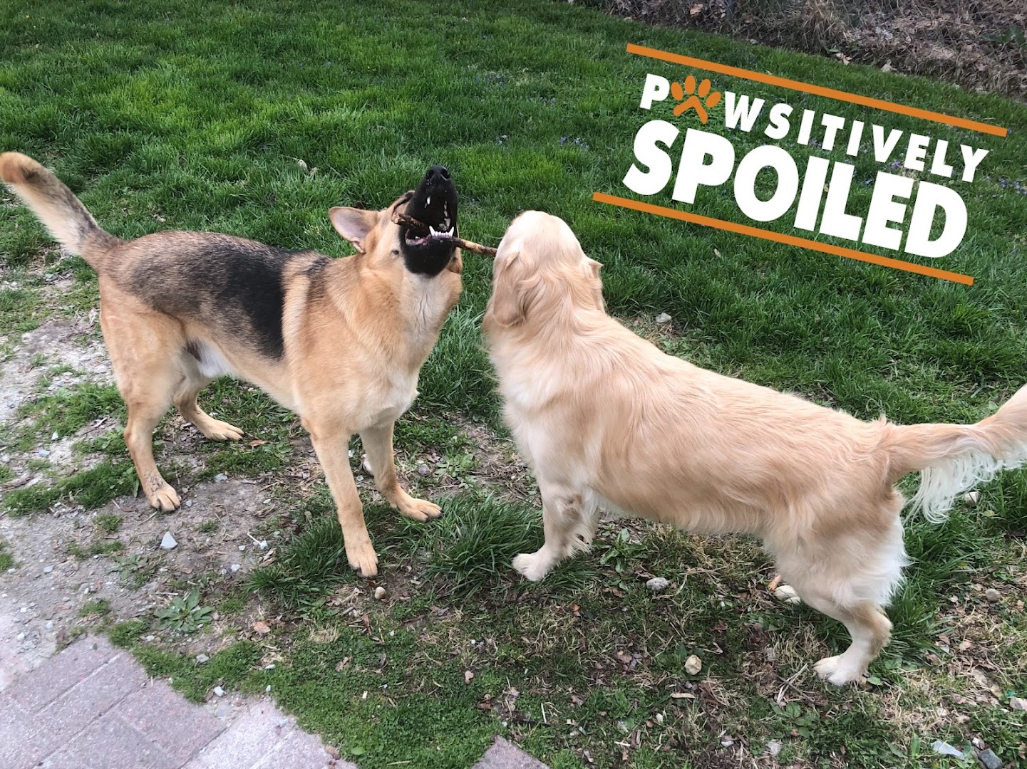 Pawsitively Spoiled Noblesville Fishers Cicero