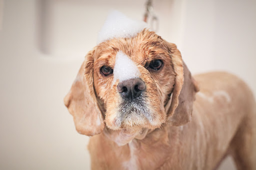 Pet Groomer «Pet-icure Pet Grooming & Supplies», reviews and photos, 89 Main St, Pepperell, MA 01463, USA