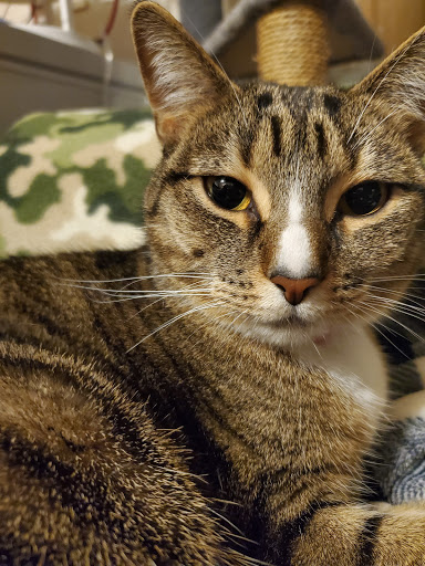 Animal Health Clinic image