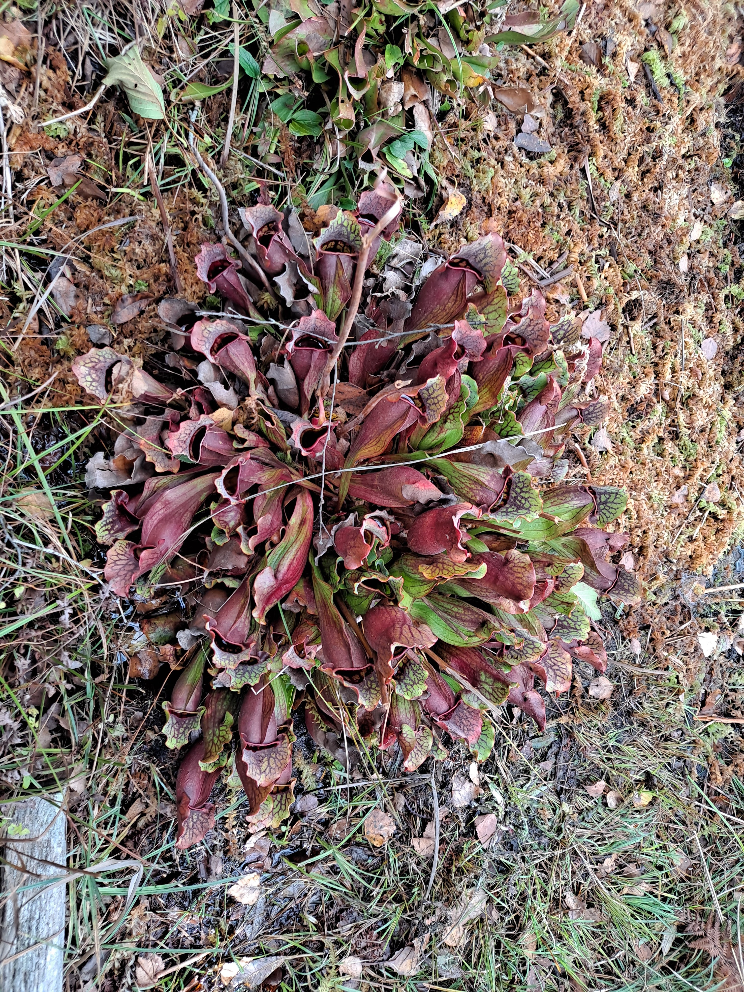 Photo n° 2 de l'avis de mi.i fait le 21/10/2023 à 13:52