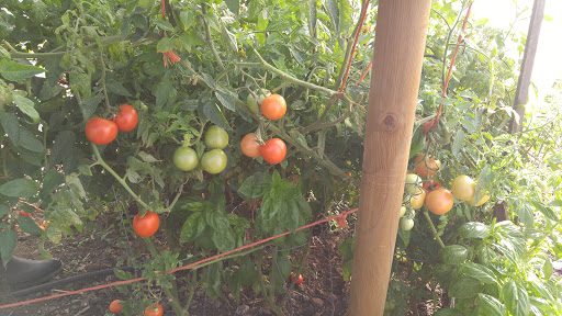 Park «Gamebird Park», reviews and photos, 1500 Mallard Ave, Springfield, OR 97477, USA