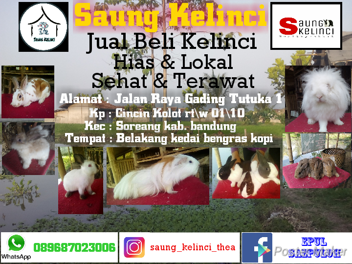 Saung Kelinci