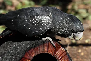 Kaarakin Black Cockatoo Conservation Centre image