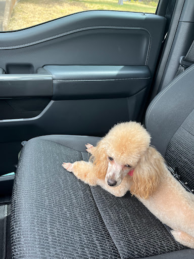 Pet Store «Oak Clips Pet Boutique & Grooming», reviews and photos, 502 N Edgefield Ave, Dallas, TX 75208, USA