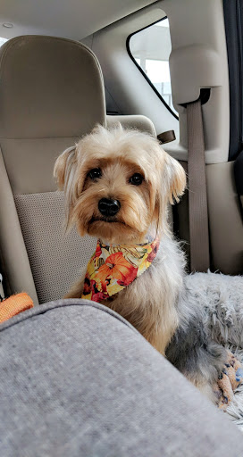 Pet Groomer «Angel Paws Pet Sitting», reviews and photos, 1618 W Park Ave, Champaign, IL 61821, USA