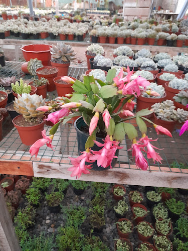 Comentarii opinii despre TIENDA DE PLANTAS CHILCA KISS GREEN