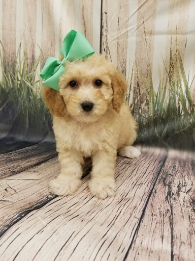 Pet Store «Happiness Is Pets», reviews and photos, 2936 Showplace Dr, Naperville, IL 60564, USA