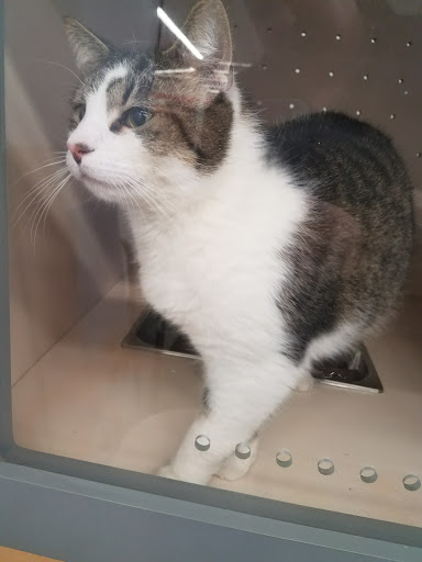 Pet Supply Store «Petco Animal Supplies», reviews and photos, 3790 Burbank Rd, Wooster, OH 44691, USA