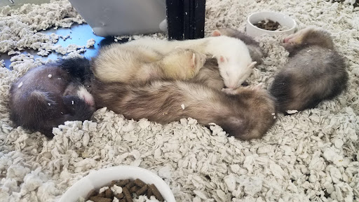 Pet Supply Store «Petco Animal Supplies», reviews and photos, 304 Western Ave, Brighton, MA 02135, USA